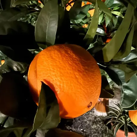 Arancello Campora San Giovanni