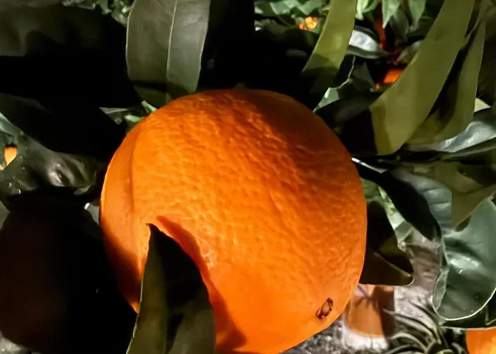 Arancello 肯波拉圣吉奥瓦尼